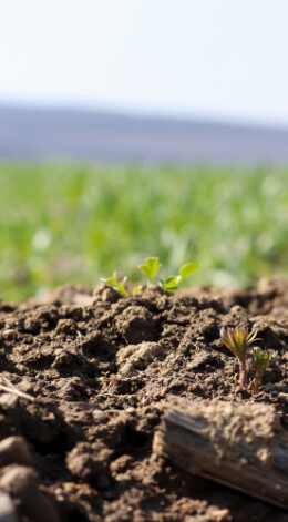 Terre de vignoble d'Alsace